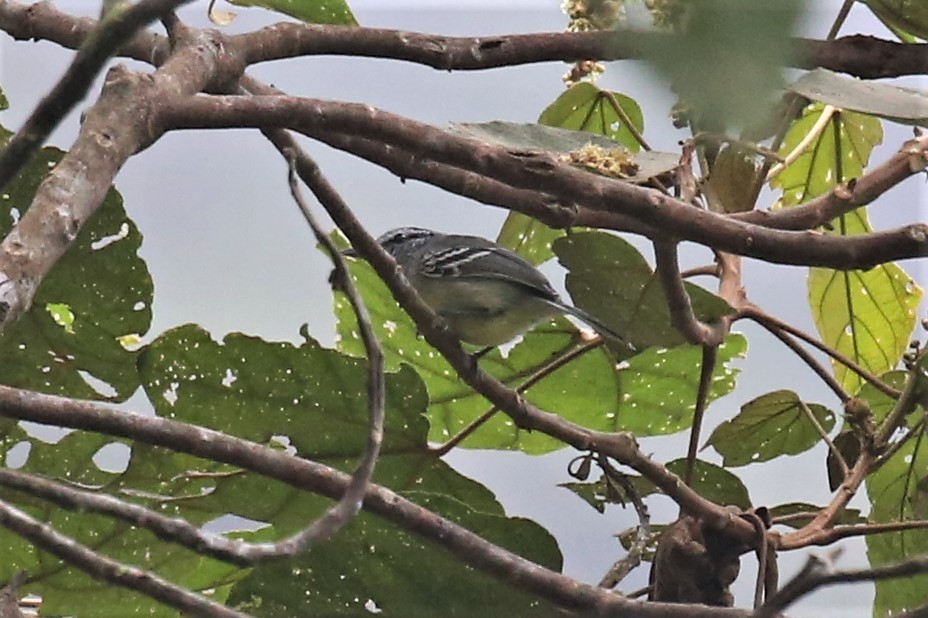 Yellow-breasted Antwren - ML154628121