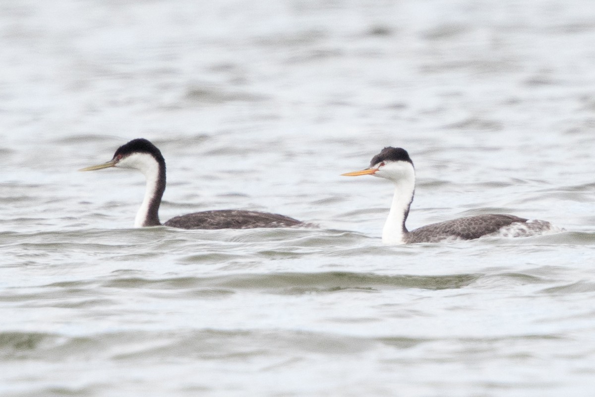 Clark's Grebe - ML154629721