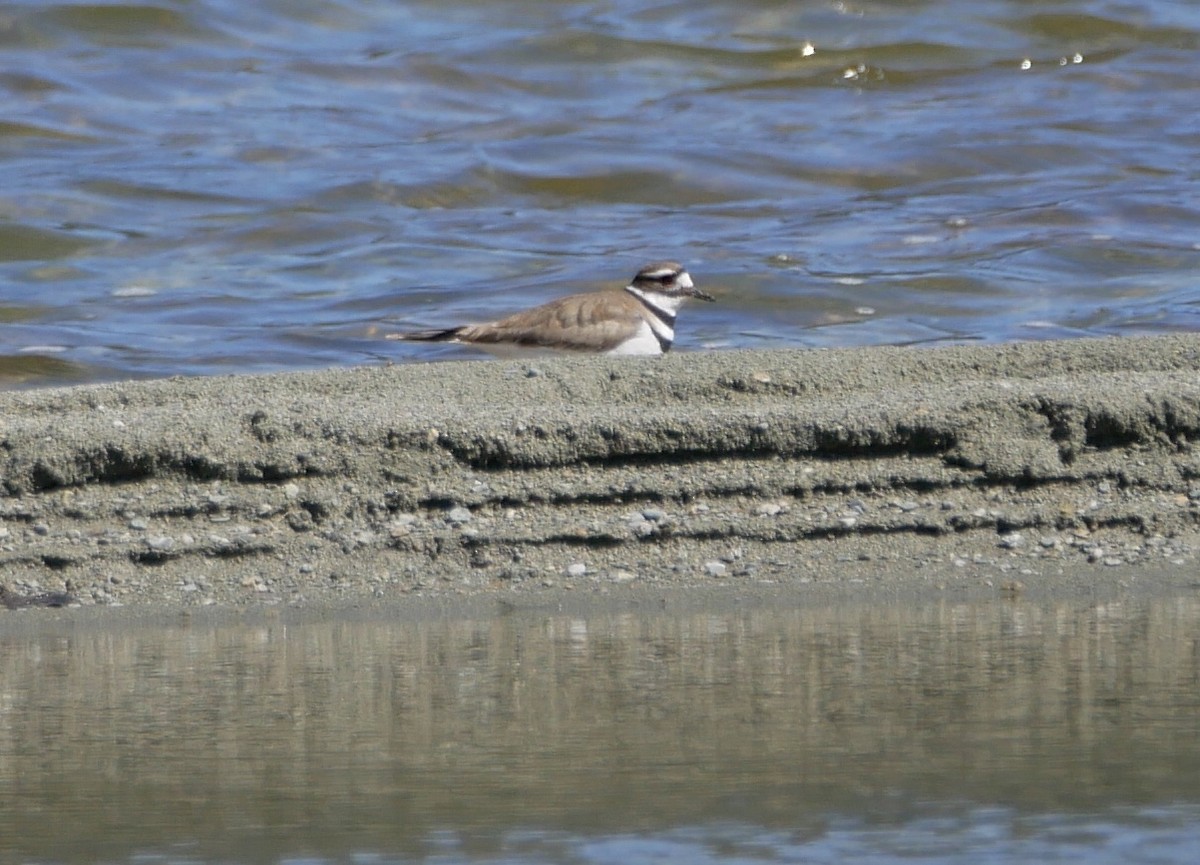 Killdeer - ML154629881