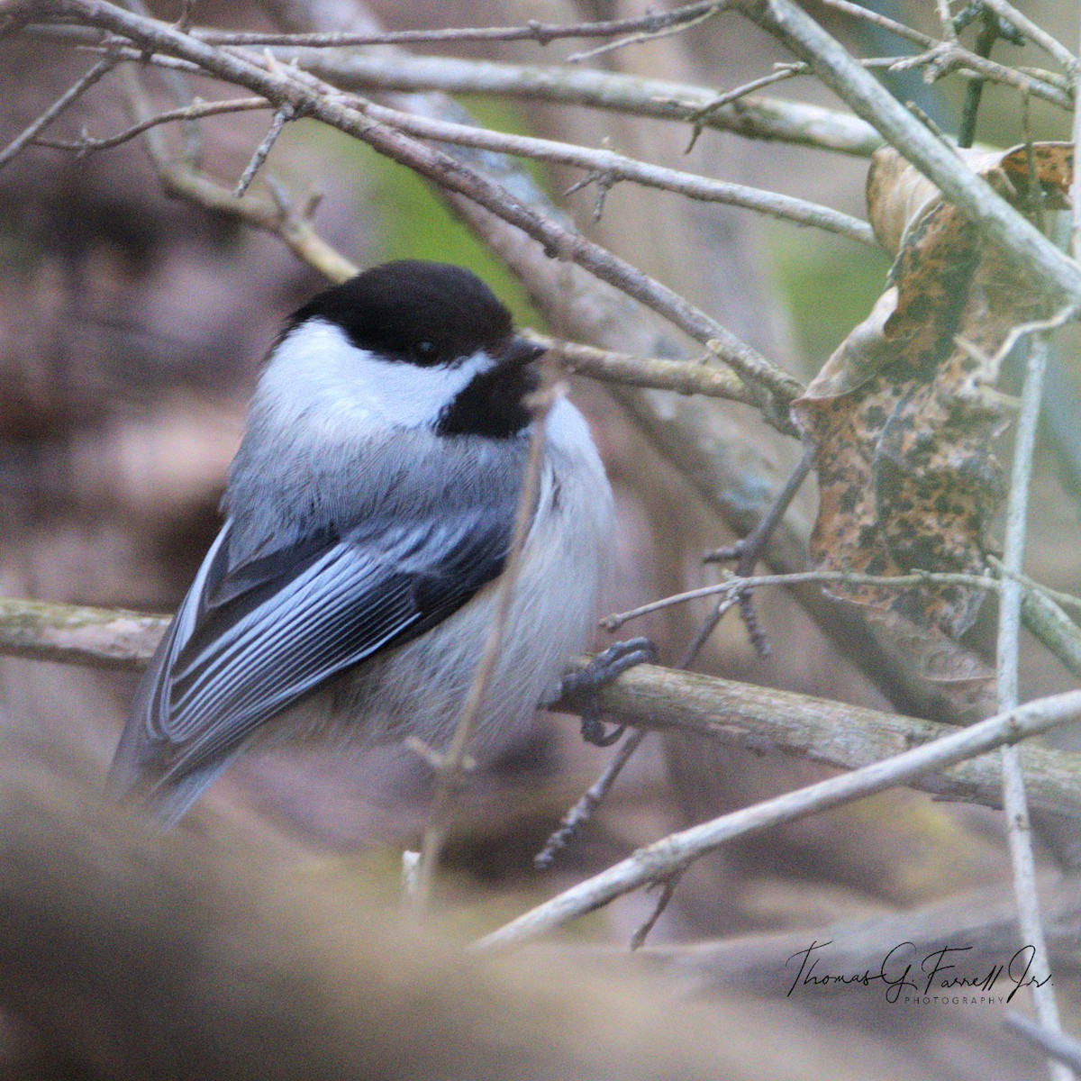 Mésange à tête noire - ML154630171