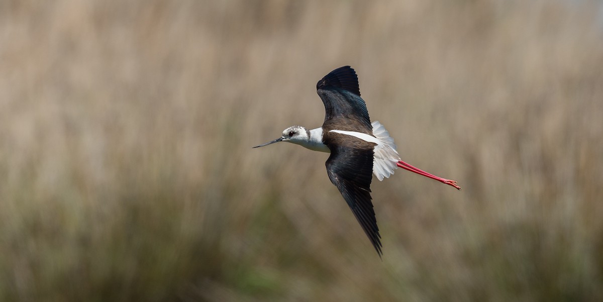 Black-winged Stilt - Rui Pereira | Portugal Birding