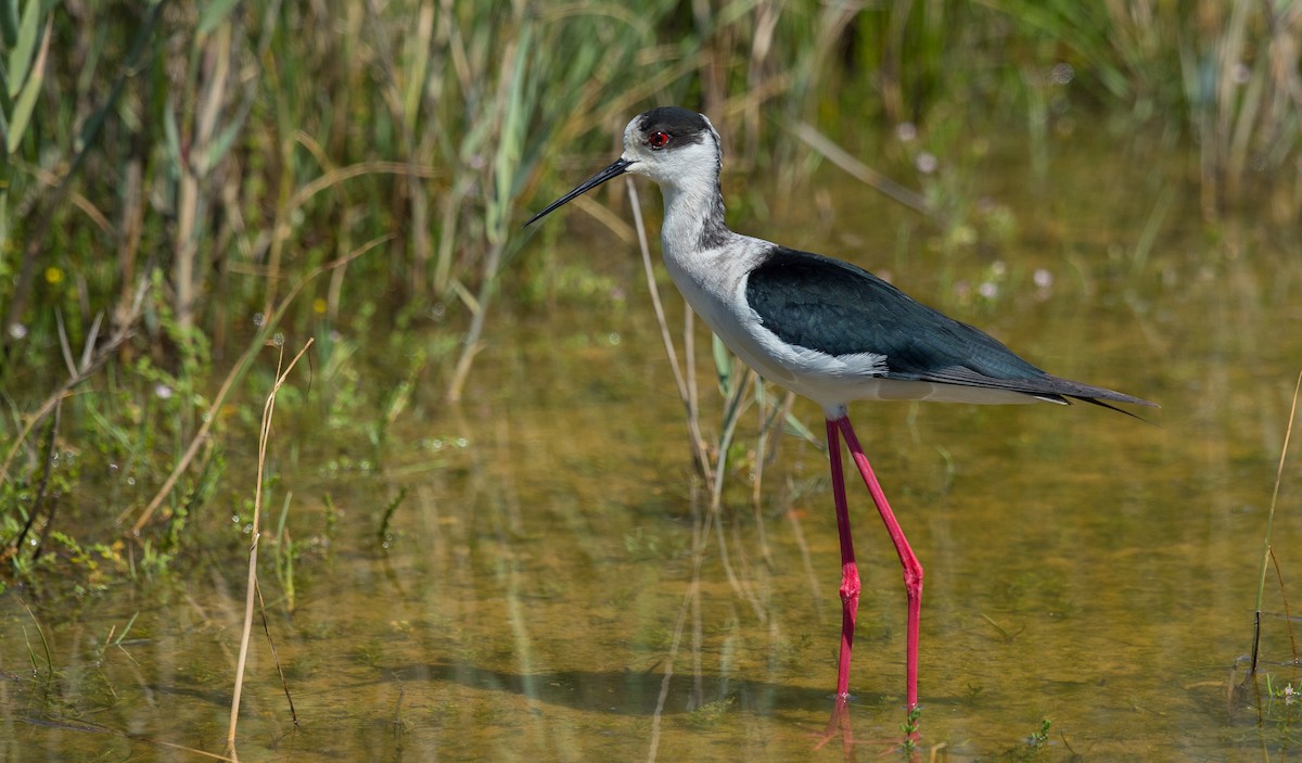 Black-winged Stilt - ML154631231