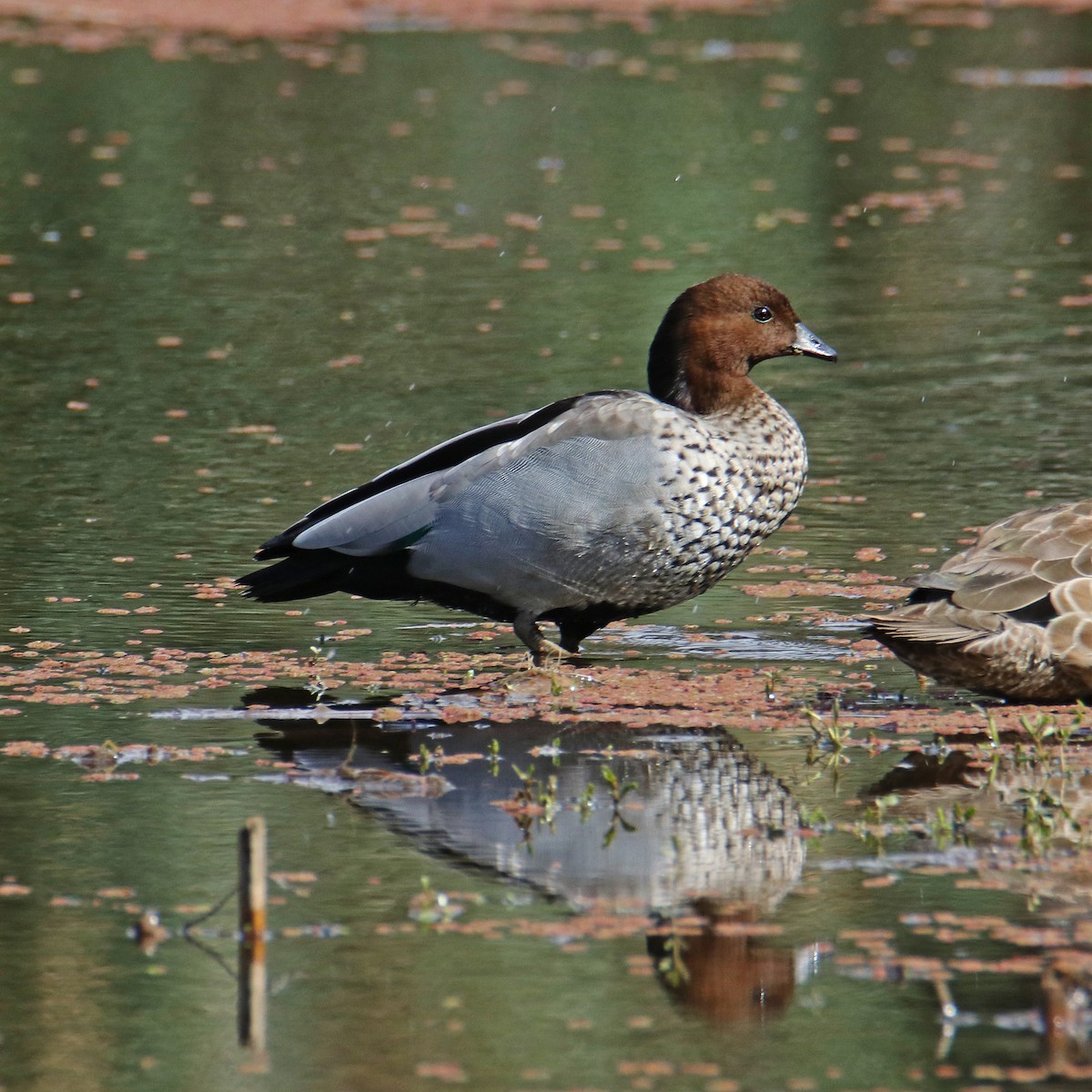 Maned Duck - ML154633221