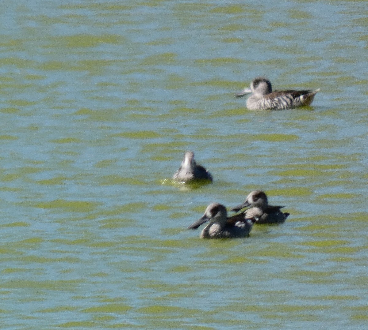 Pink-eared Duck - ML154633361