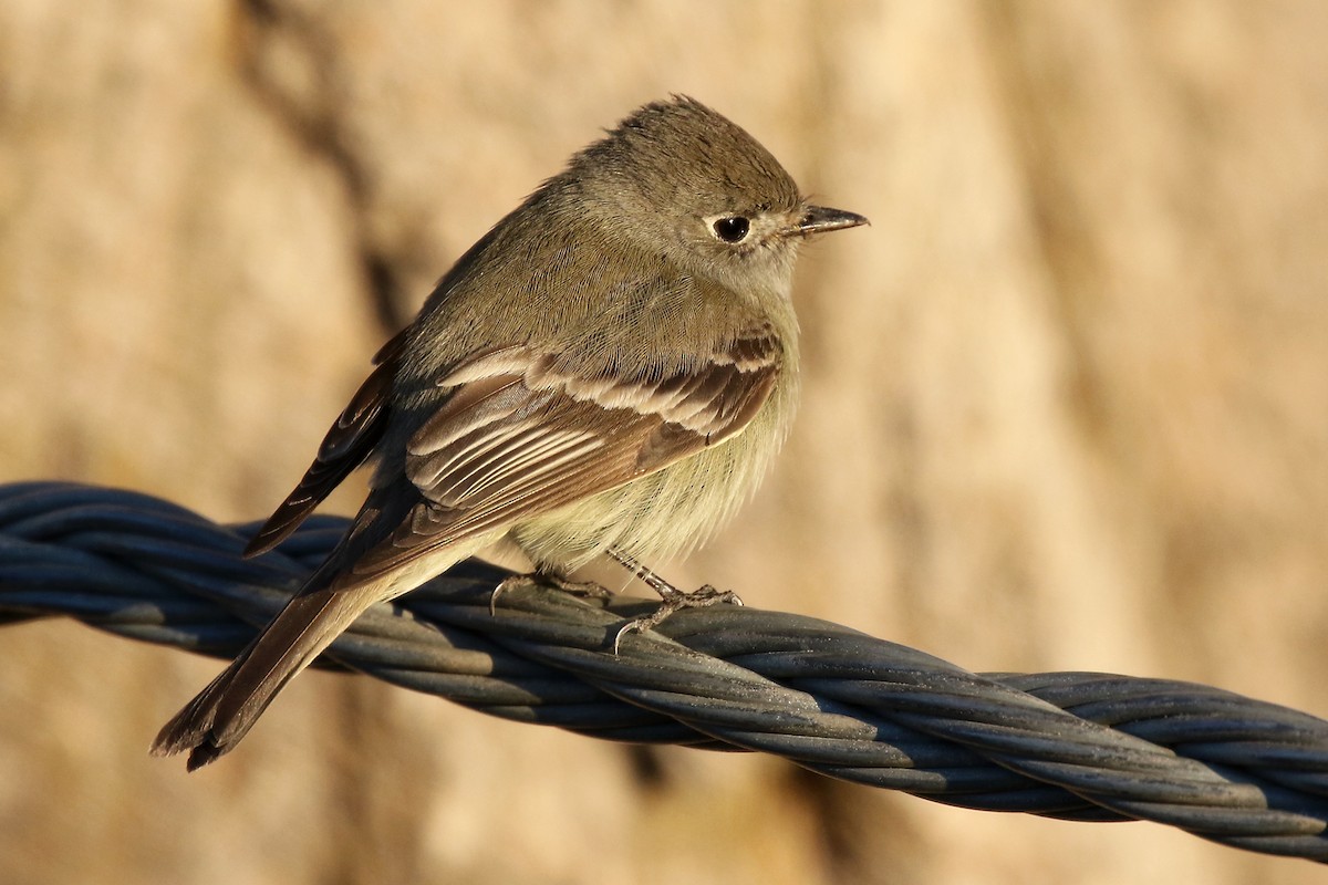 Hammond's Flycatcher - ML154633651