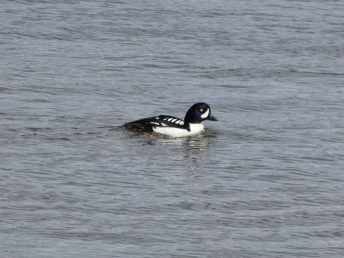 Barrow's Goldeneye - ML154633961