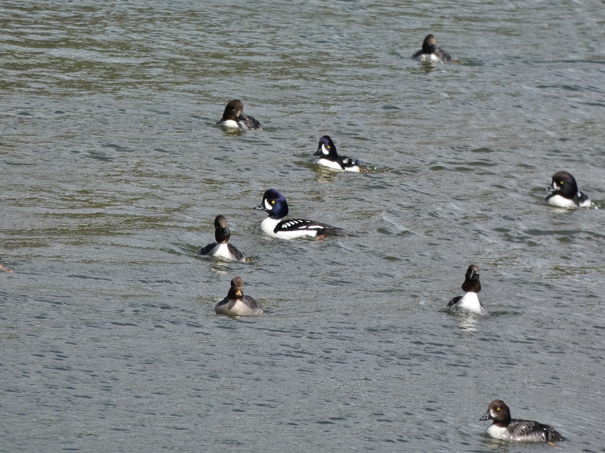 Barrow's Goldeneye - ML154633971