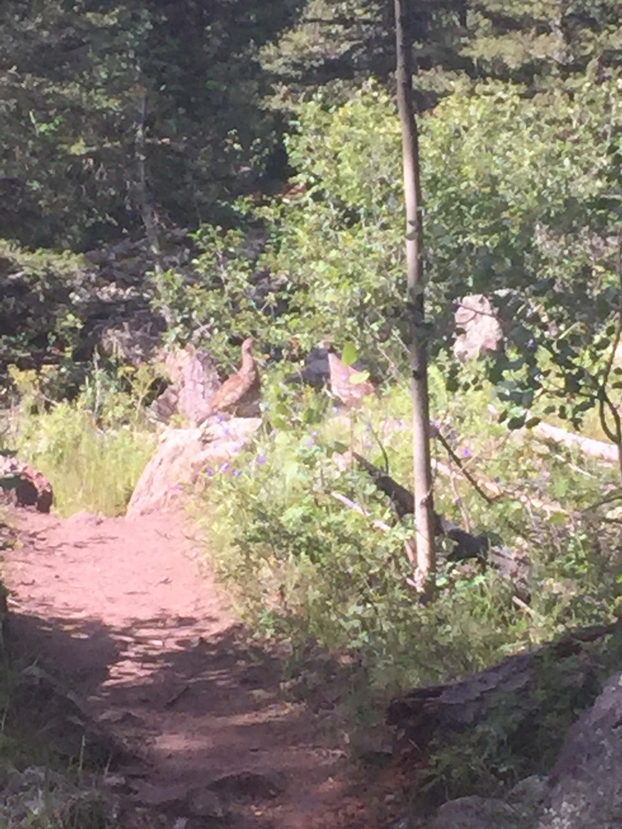 Dusky Grouse - Brad Shine