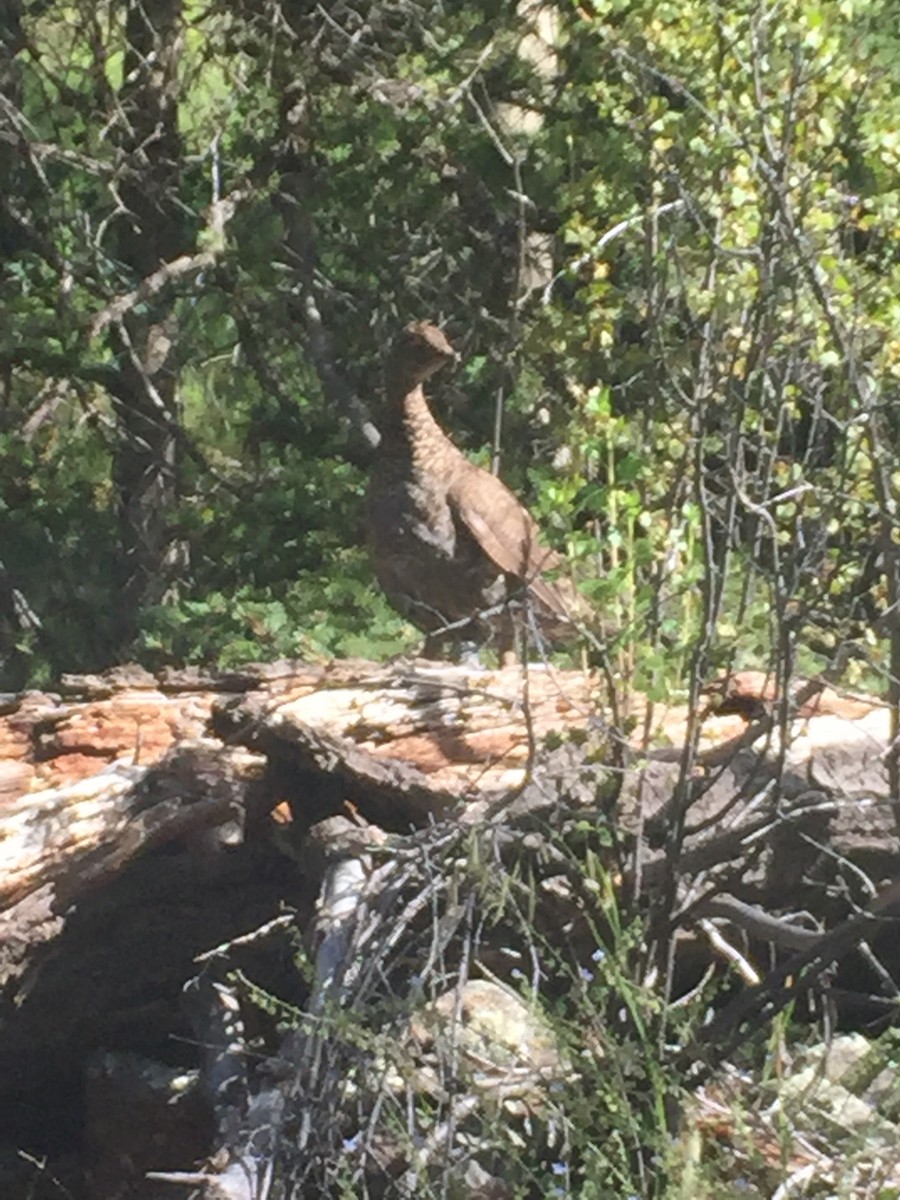 Dusky Grouse - ML154634001