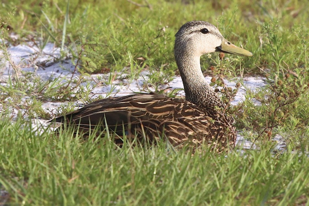 Mottled Duck - ML154634181