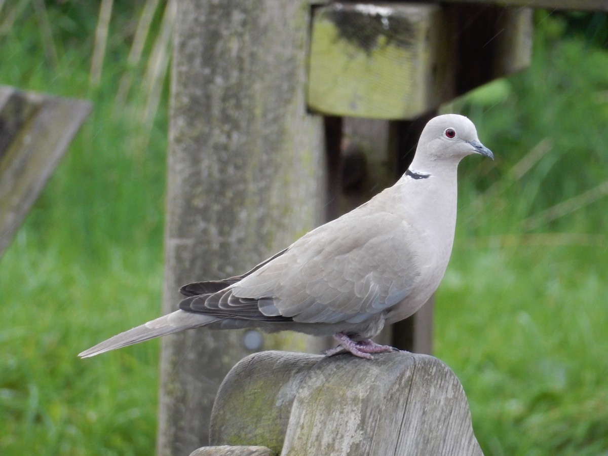 Eurasian Collared-Dove - Peter Paul