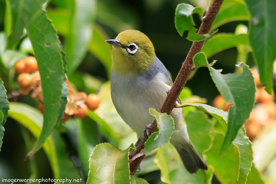 Silvereye - Imogen Warren