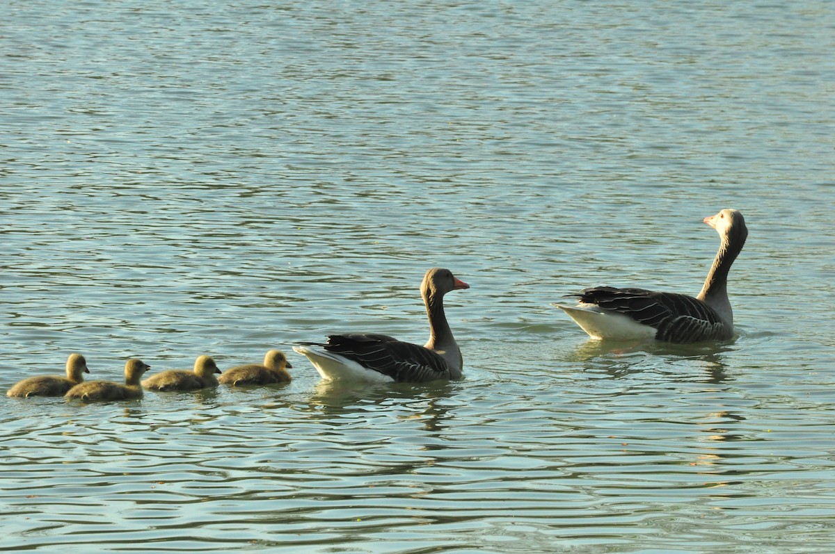 Graylag Goose - ML154636151