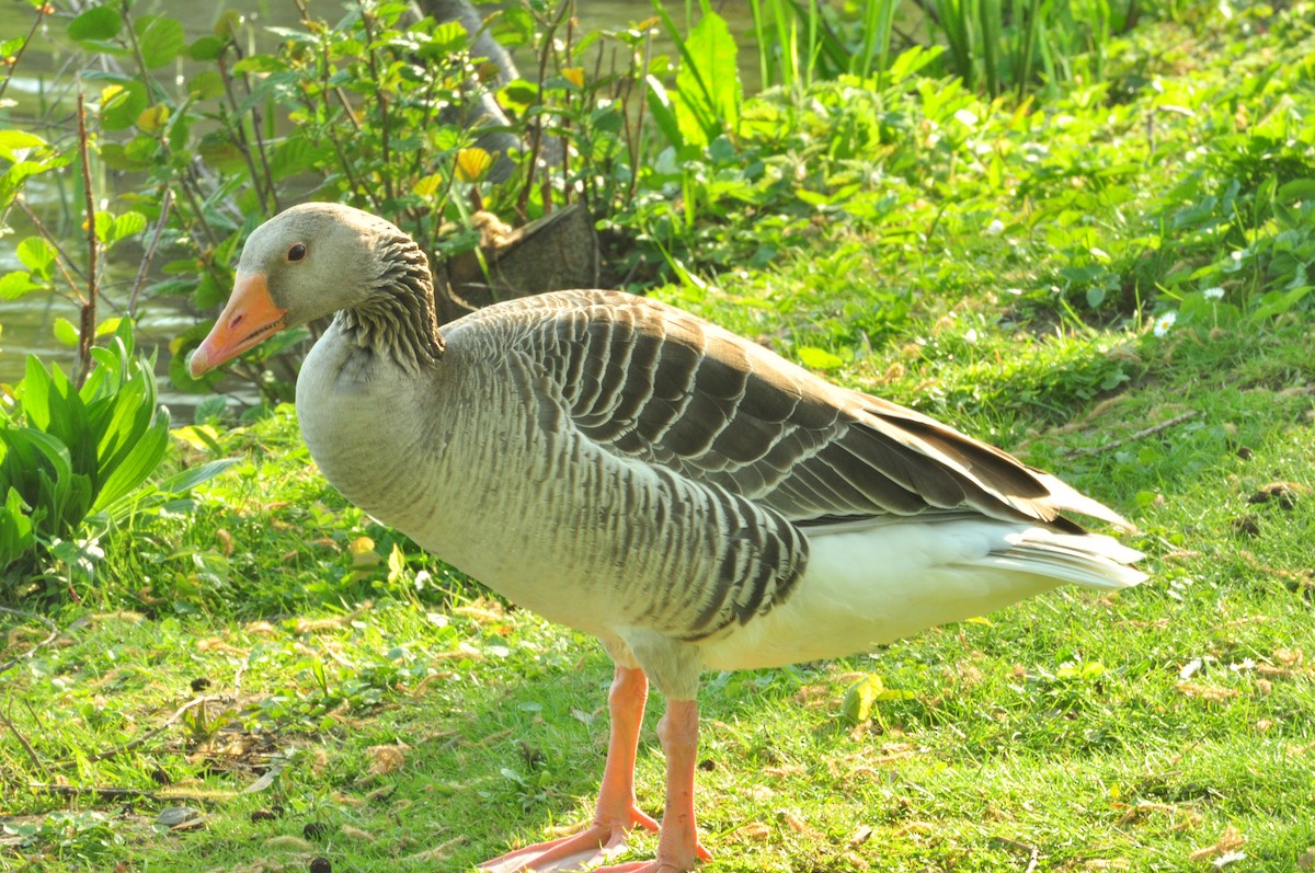 Graylag Goose - ML154636161