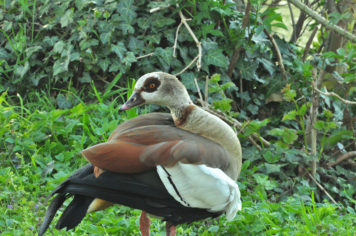 エジプトガン - ML154636231