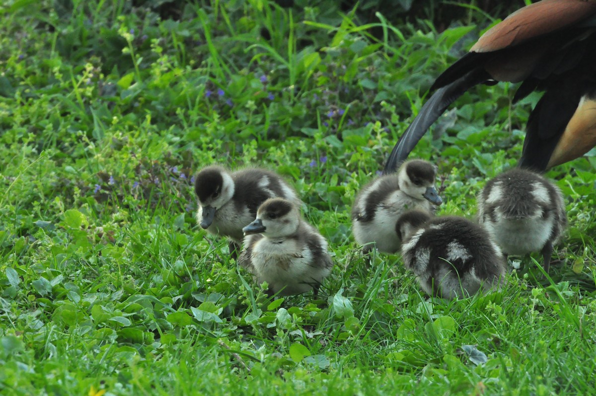 エジプトガン - ML154636241