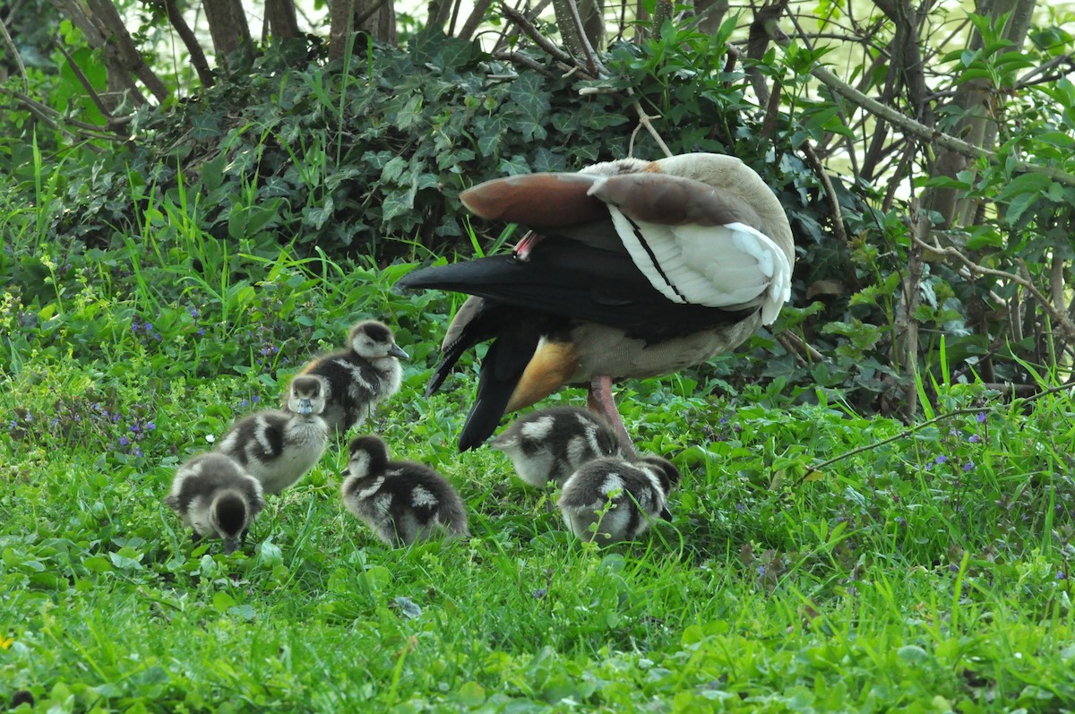 エジプトガン - ML154636251