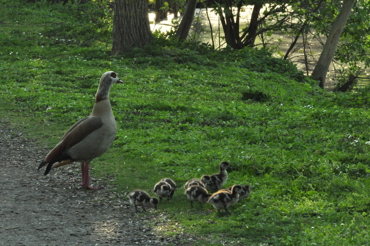 エジプトガン - ML154636261