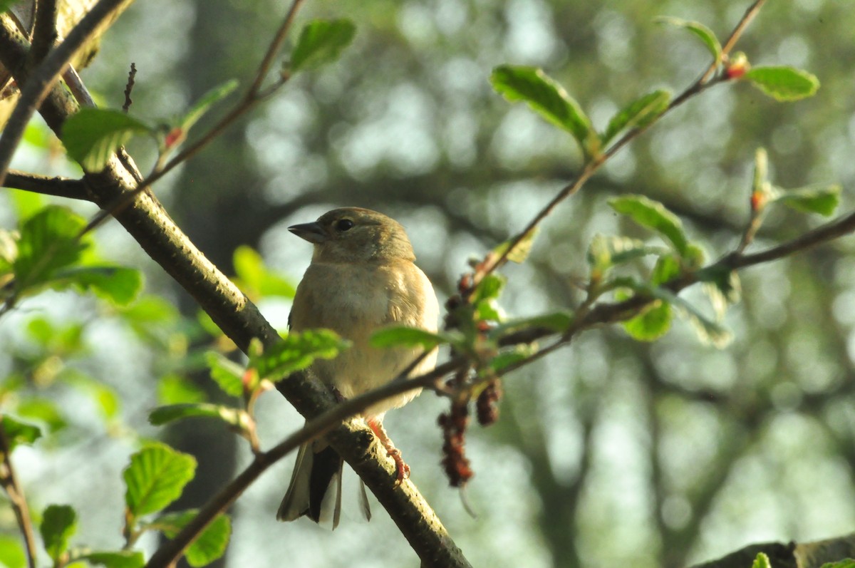 ズアオアトリ - ML154636371