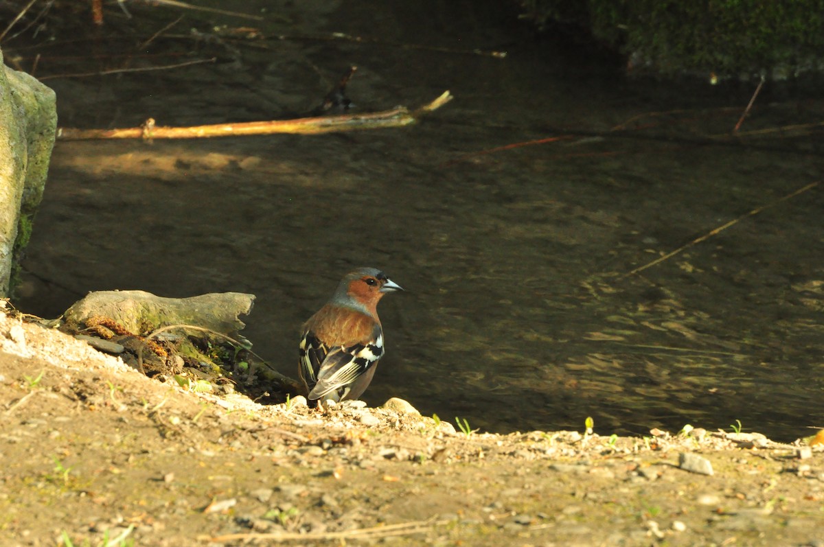ズアオアトリ - ML154636381