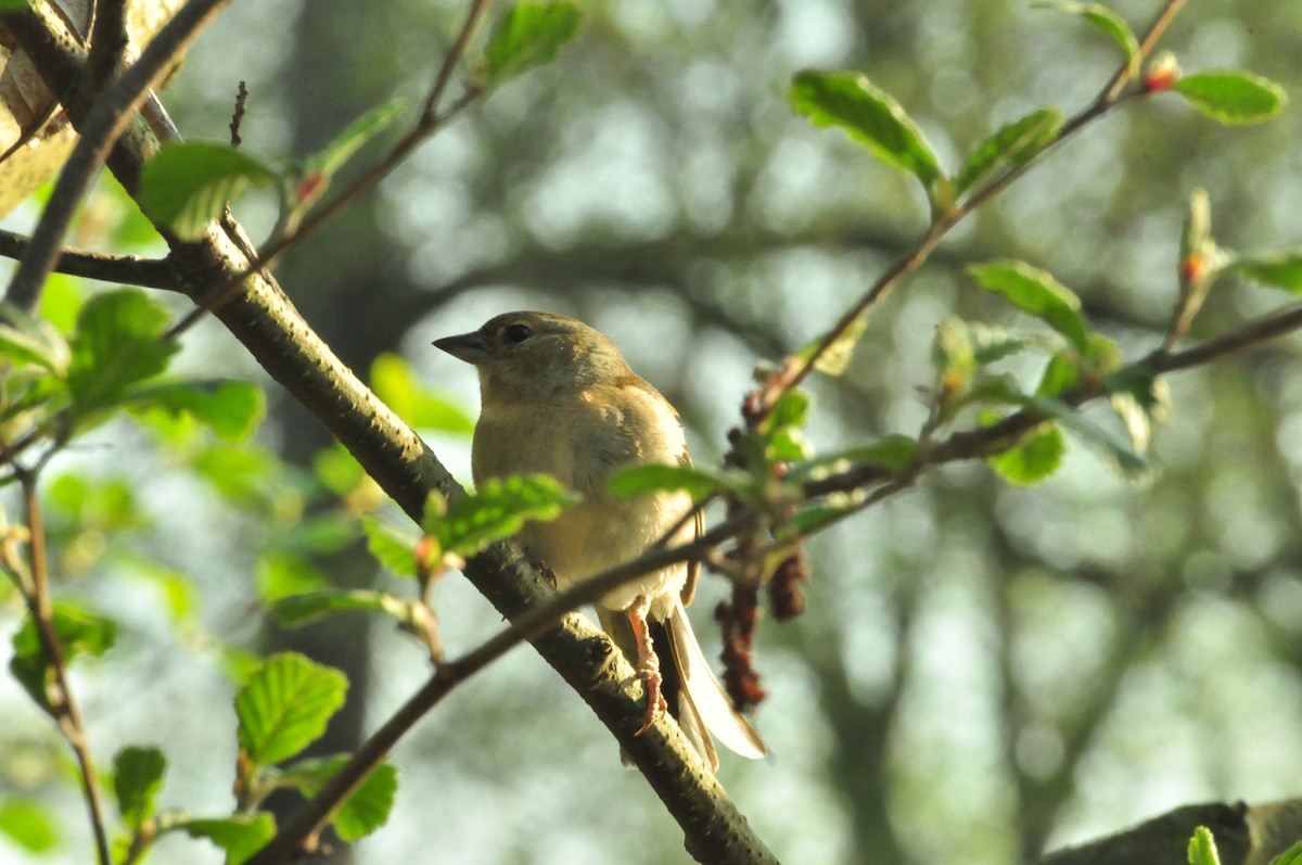 ズアオアトリ - ML154636391