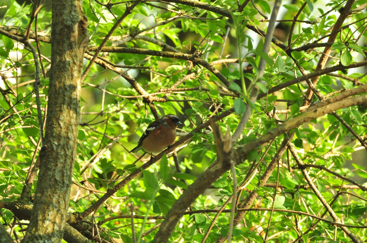 ズアオアトリ - ML154636401