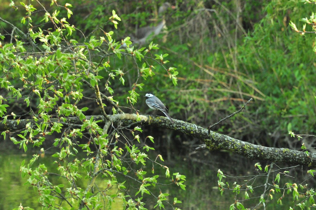 ハクセキレイ - ML154636471