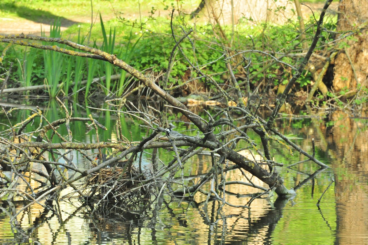 ハクセキレイ - ML154636481