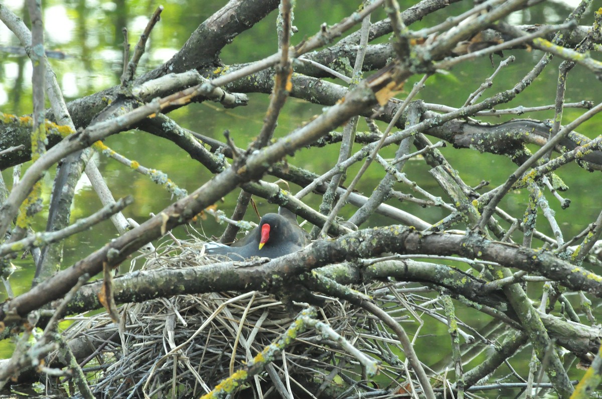 バン - ML154636501