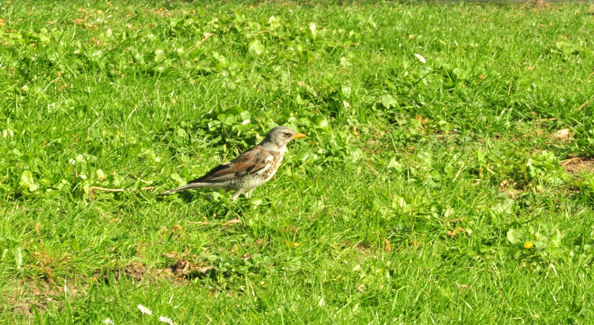 ノハラツグミ - ML154636511