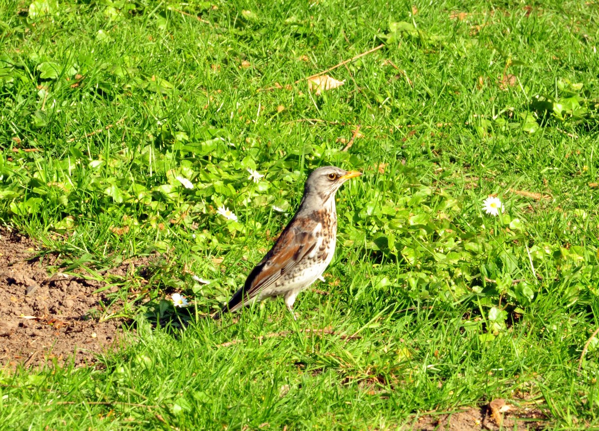 ノハラツグミ - ML154636521