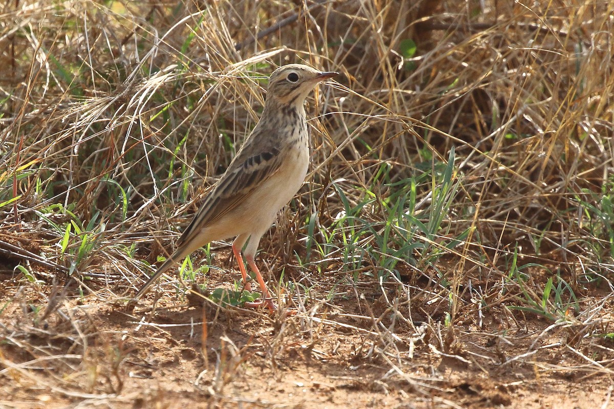 פפיון ערבות - ML154636541