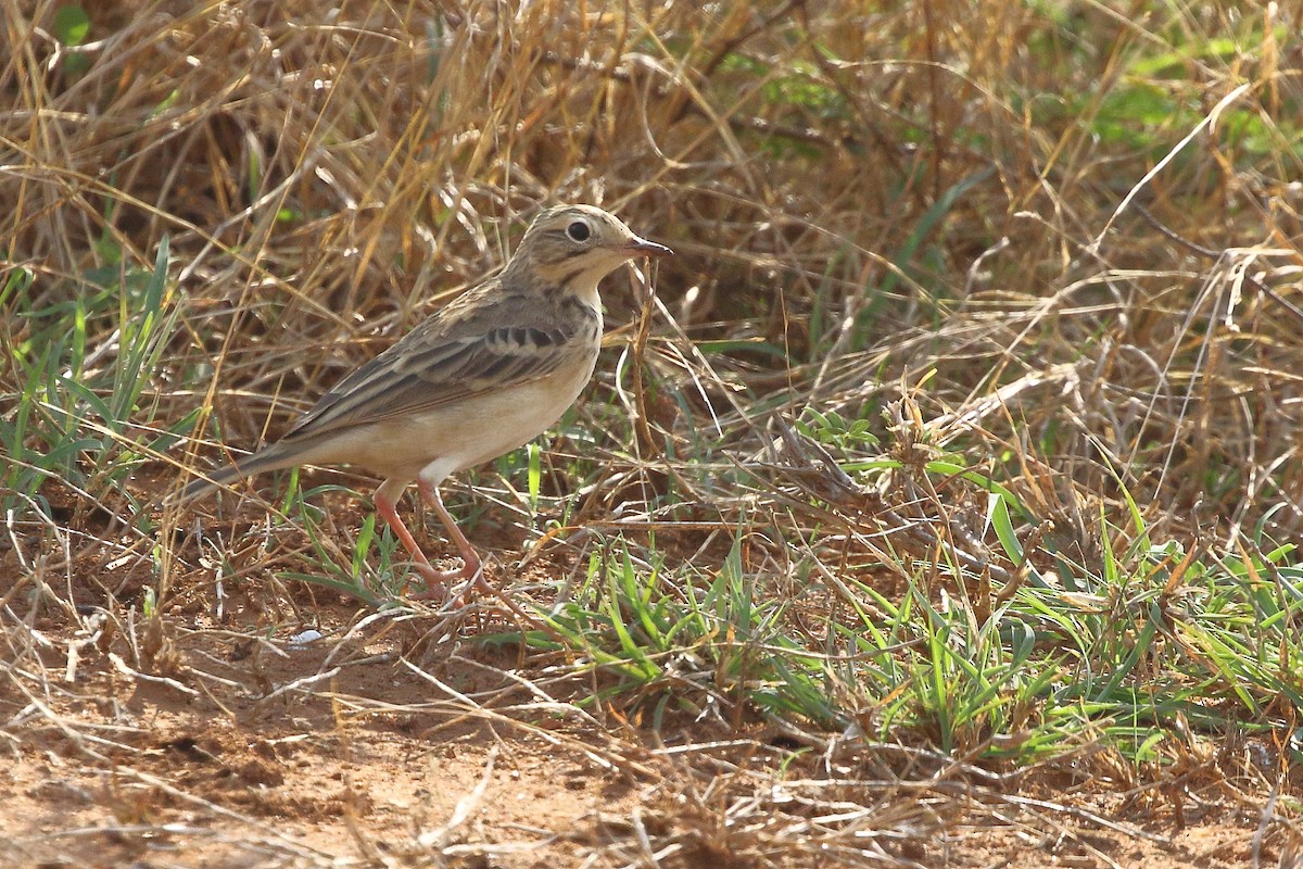 Blyth's Pipit - ML154636551