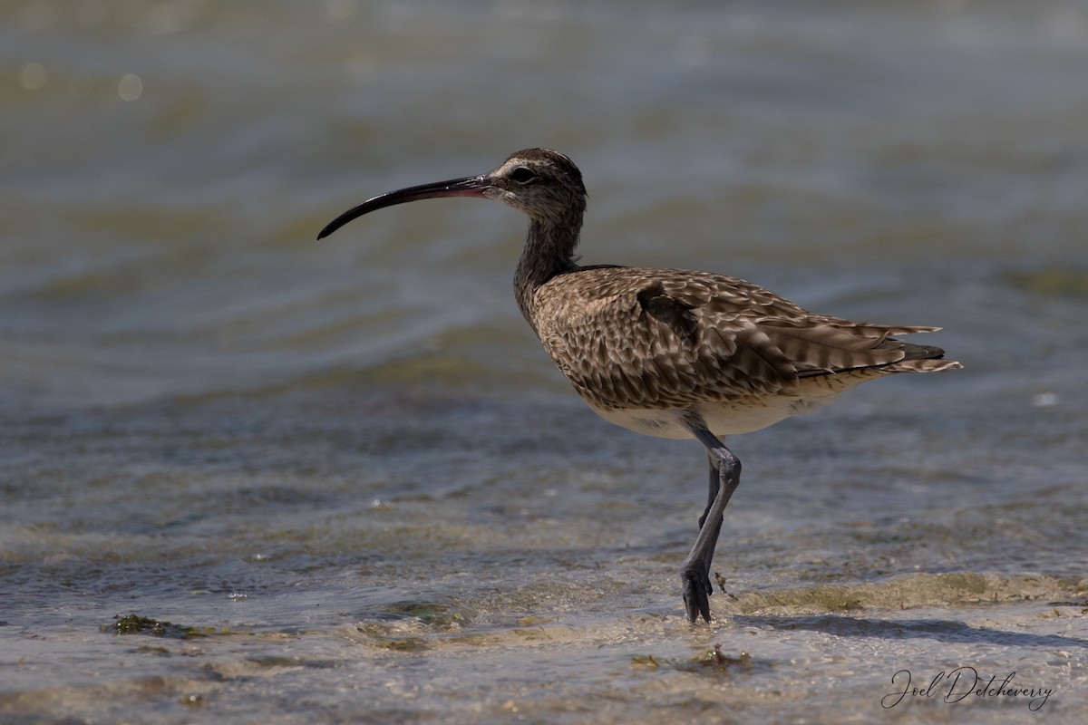 Whimbrel - ML154636851