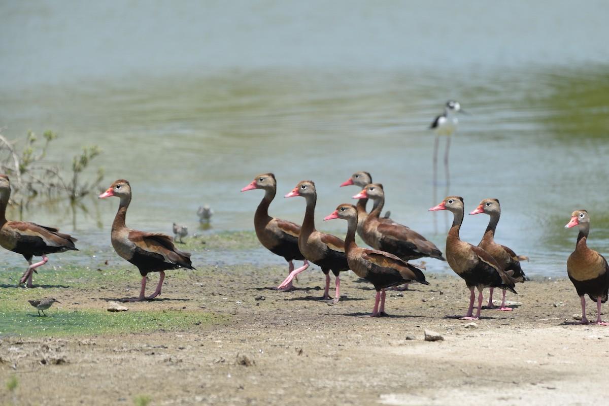 Black-bellied Whistling-Duck - ML154638011