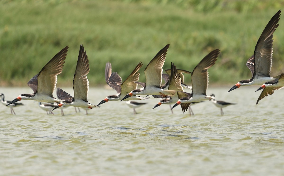 Black Skimmer - ML154638111