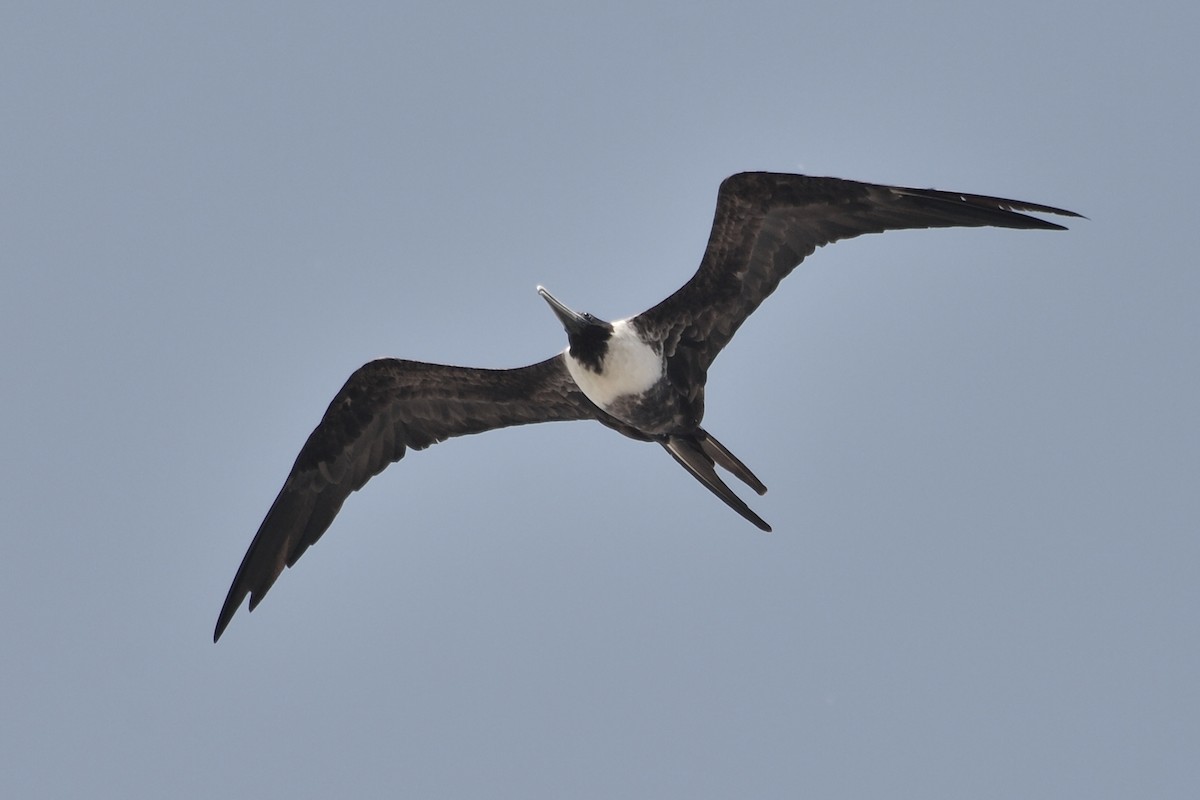 Magnificent Frigatebird - ML154638141