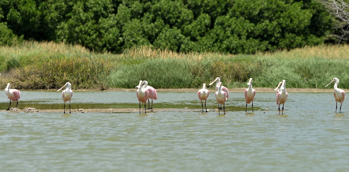 Roseate Spoonbill - ML154638221