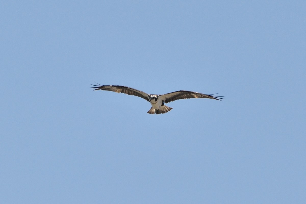 Balbuzard pêcheur - ML154638231