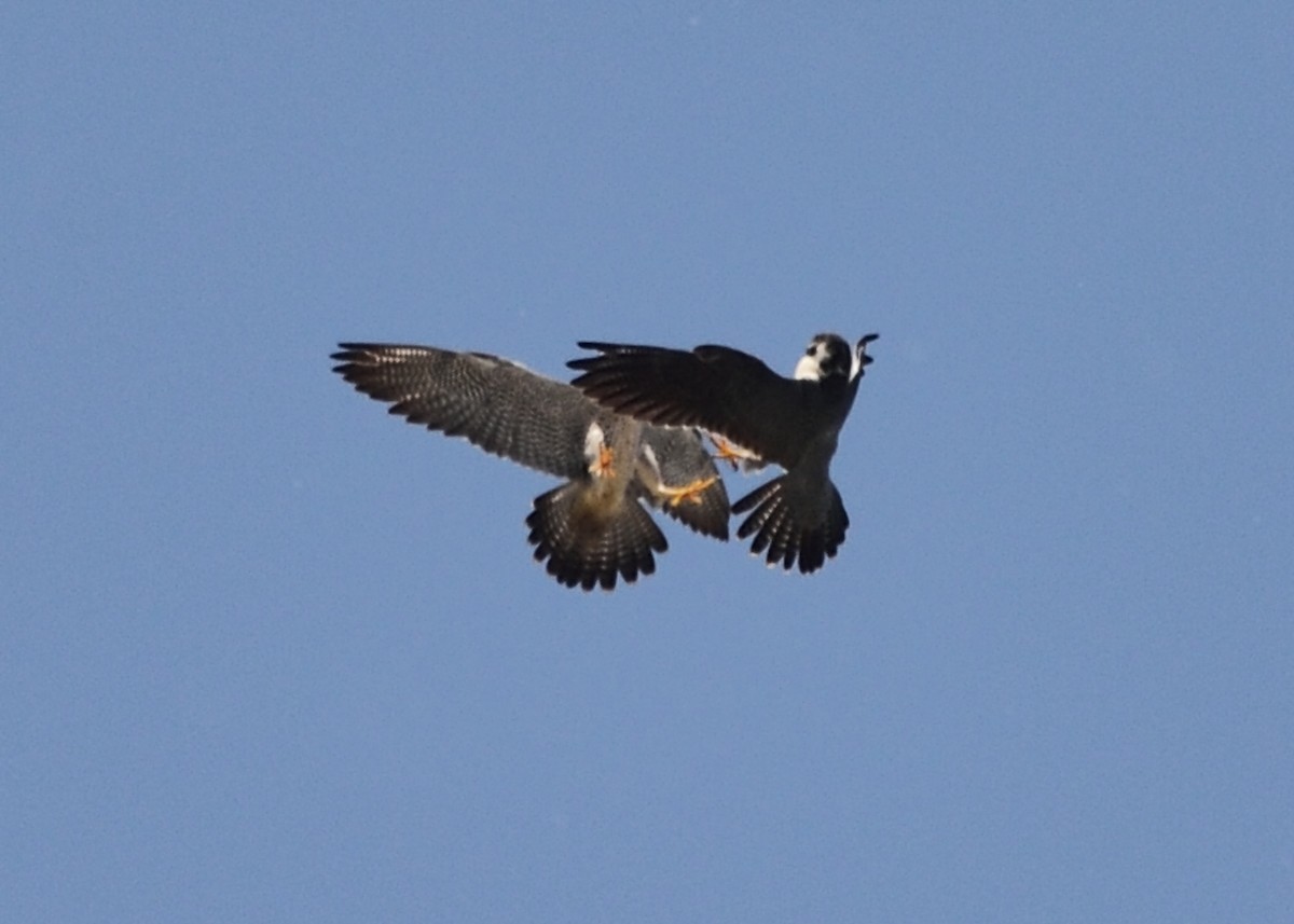 Peregrine Falcon - Michiel Oversteegen