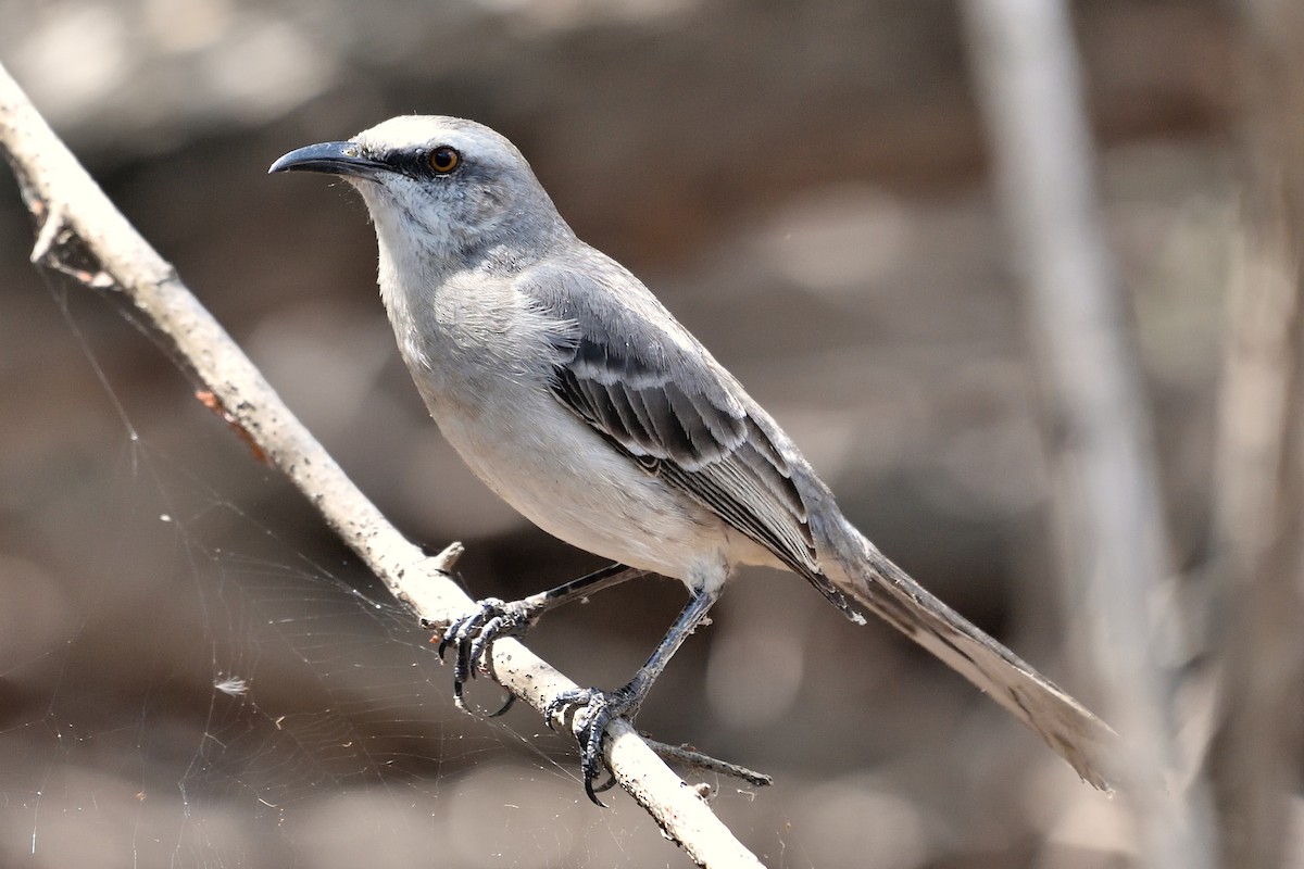 Tropical Mockingbird - Michiel Oversteegen