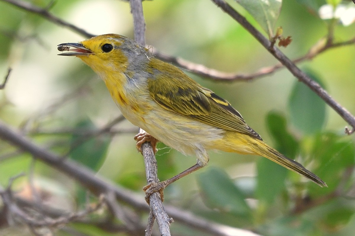 Yellow Warbler (Golden) - ML154638451