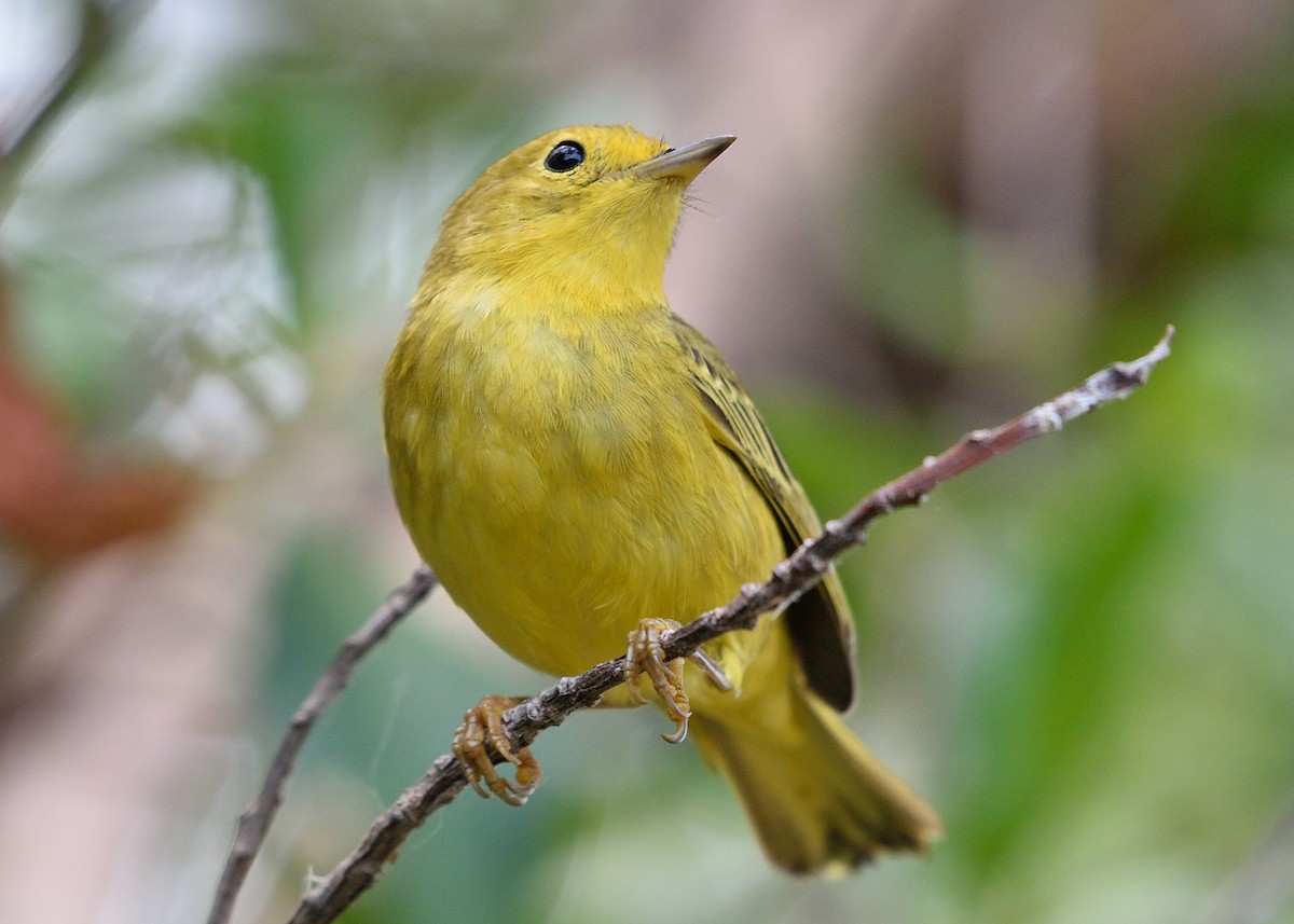 Yellow Warbler (Golden) - ML154638471