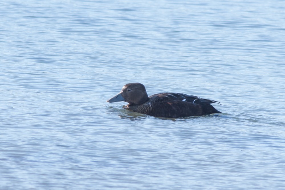 Steller's Eider - ML154638711