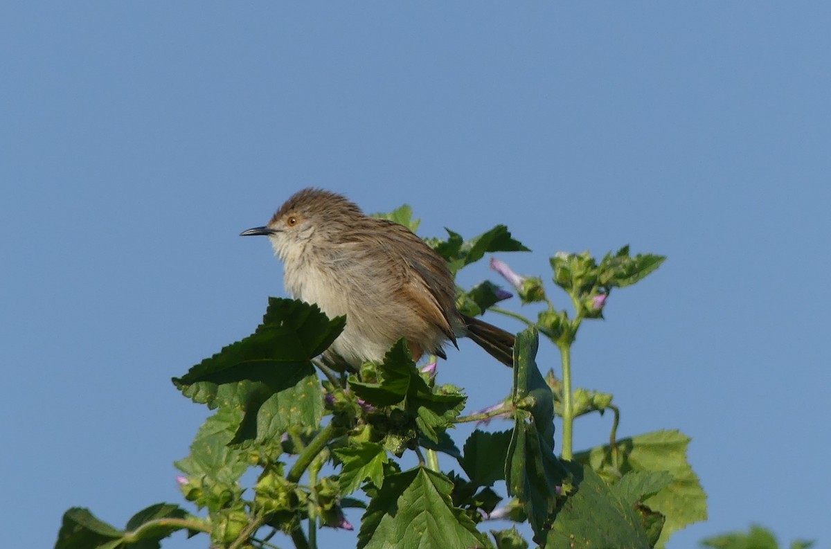 Prinia gracile - ML154639041