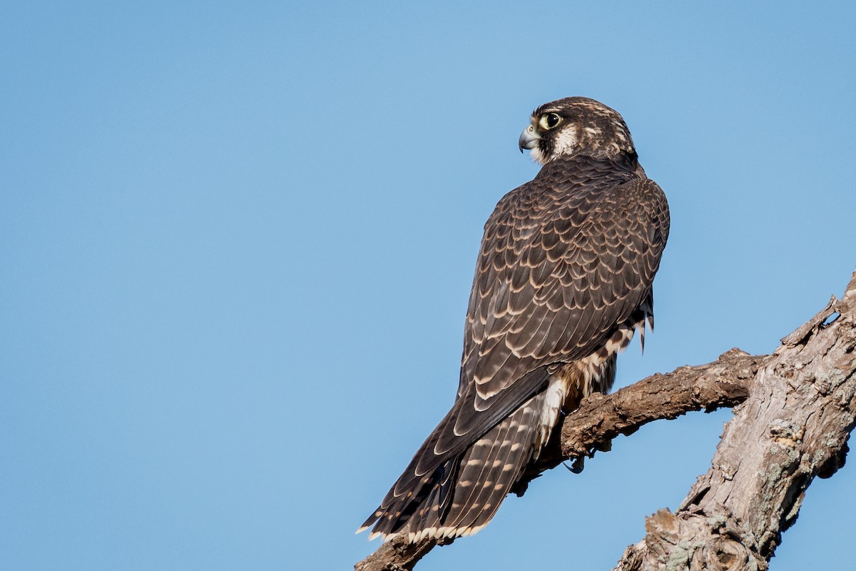 Peregrine Falcon - Kyle Tansley