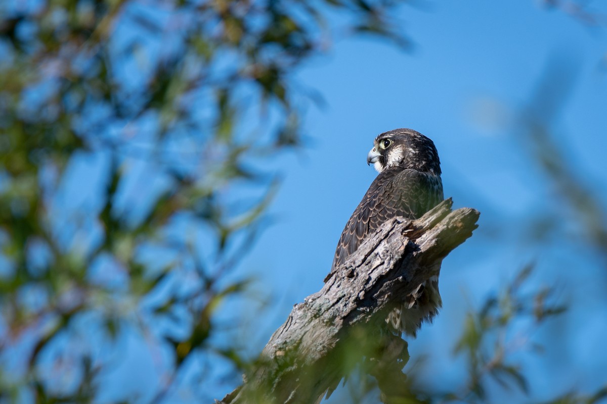 Peregrine Falcon - ML154639321