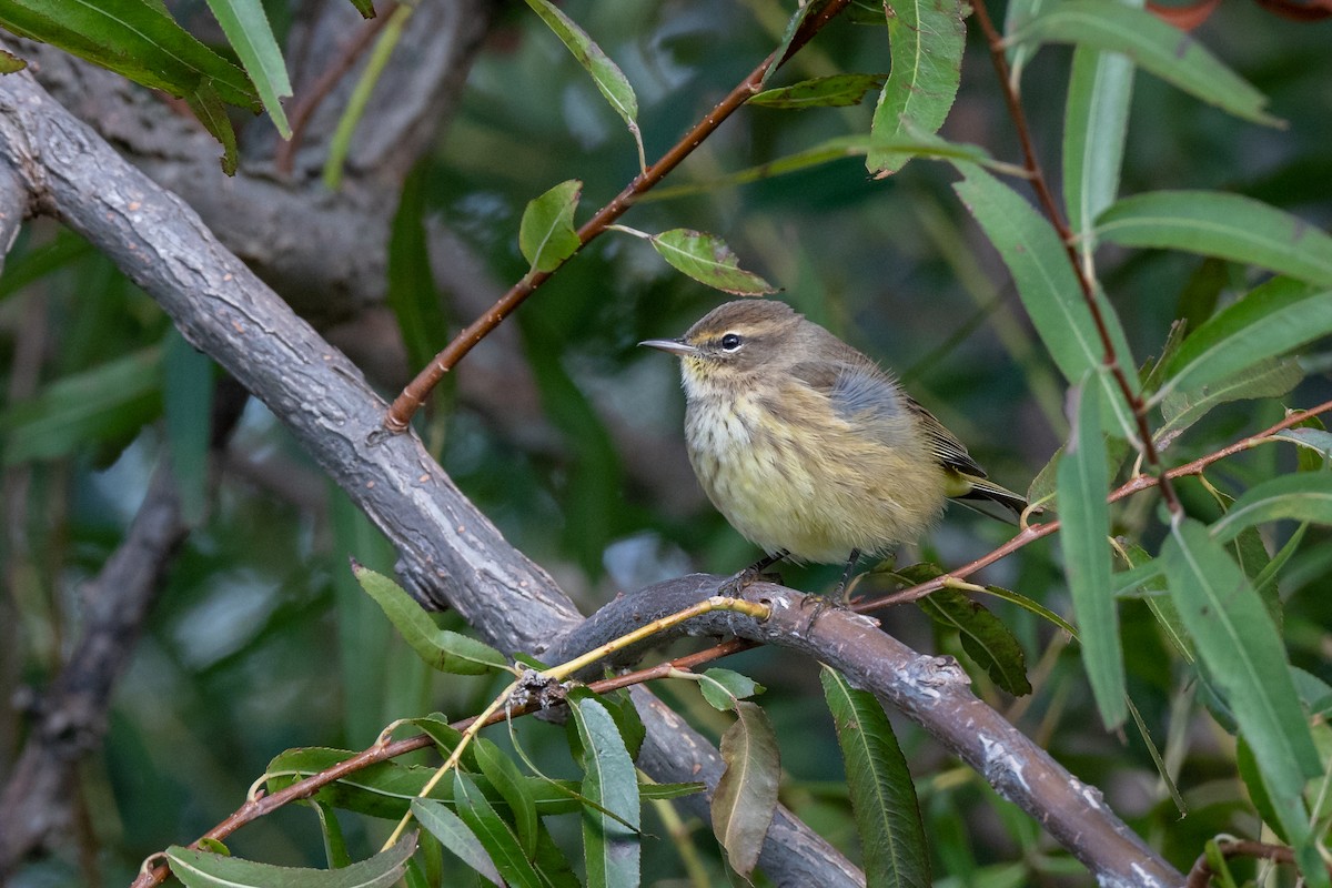 Palm Warbler - Kyle Tansley