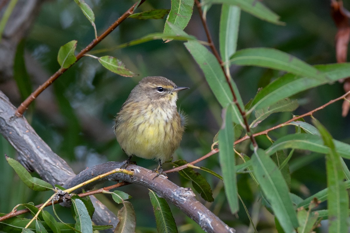 Palm Warbler - ML154639361