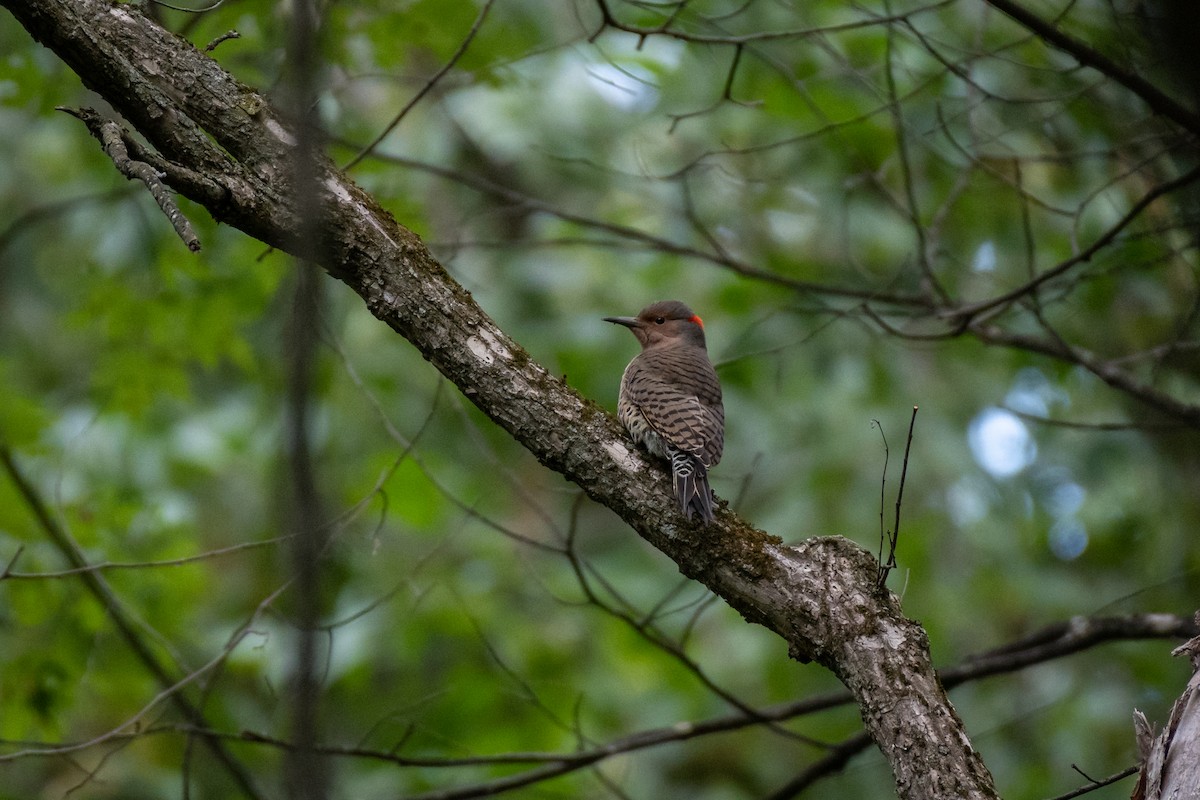 Northern Flicker - ML154639521